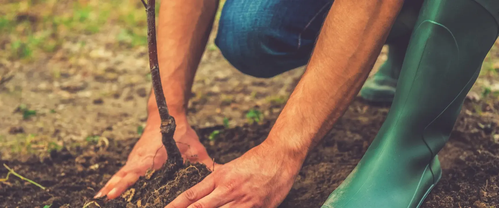 Mann in Gummistiefeln der einen Baum pflanzt