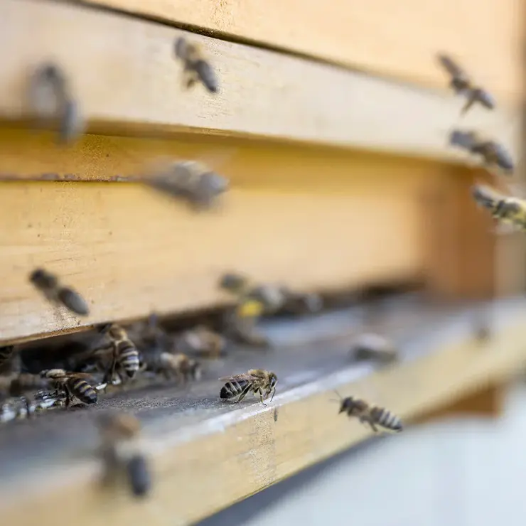 Nahaufnahme von einem Bienenstock-Eingang