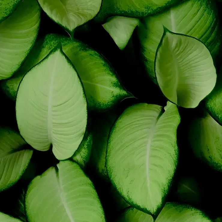 Several green leaves